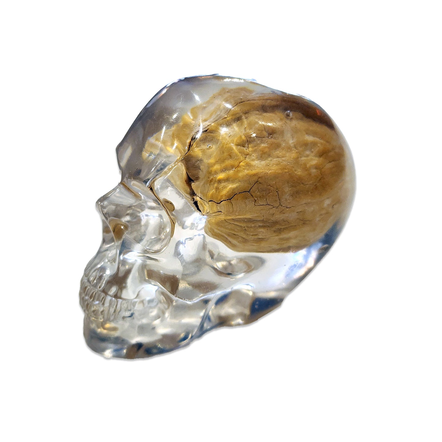 Skull (Medium) Walnut Brain